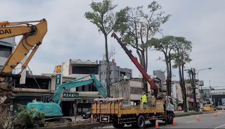 苗栗公館黑板樹引鳥群擾民多年  公路局移除解圍