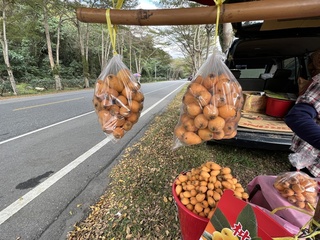 台東縱谷早春枇杷上市  口感鮮嫩多汁