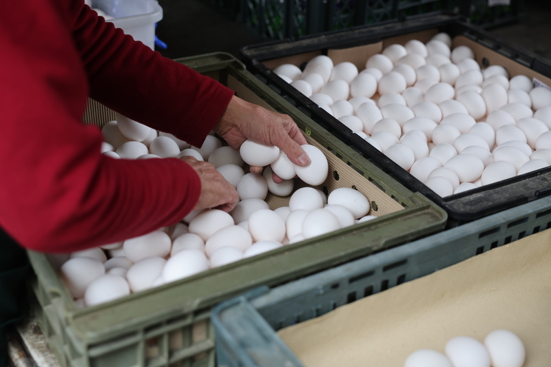 鄭文燦：2月底雞蛋產量回穩 玉米免稅延1季穩價 | 華視新聞