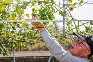 印加果油經濟產值高供不應求 嘉義縣推廣栽種