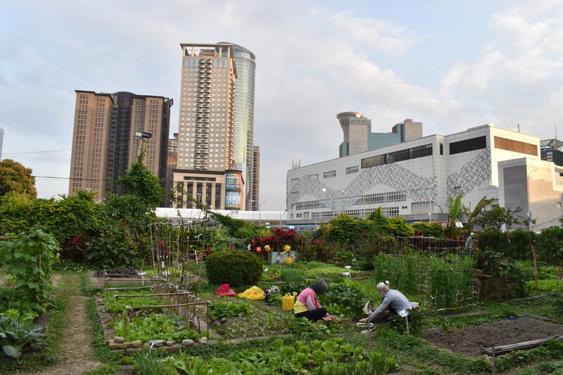 新北最貴菜園與豪宅共存 造就長者成都市農民 | 華視新聞
