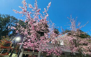 阿里山遊樂區阿龜櫻盛開  228連假免費接駁遊客