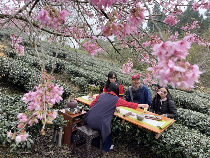 阿里山石棹櫻花3月盛開 夜櫻茶席迎賓 | 華視新聞