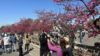 后里櫻花季登場  民眾感受春櫻簇擁浪漫