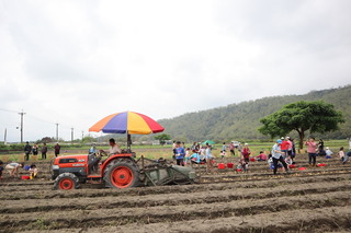 體驗泥土芬芳 花蓮有機農場採收馬鈴薯
