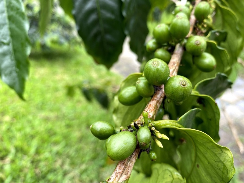 花東天然環境優種植咖啡占全台2成 縣府力促黑金產業 | 華視新聞