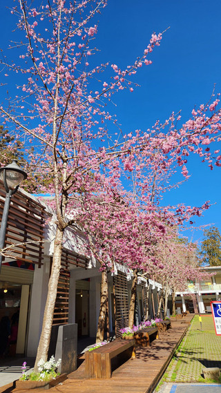 阿里山花季3/10登場賞31種櫻 山櫻花阿龜櫻搶頭香