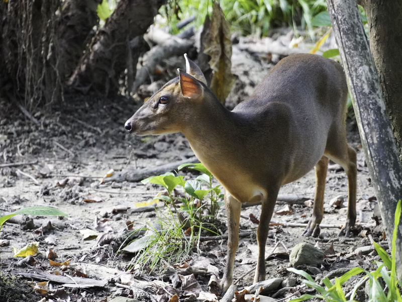 解密台灣原生鹿科動物山羌 吃素卻有鋒利獠牙 | 華視新聞