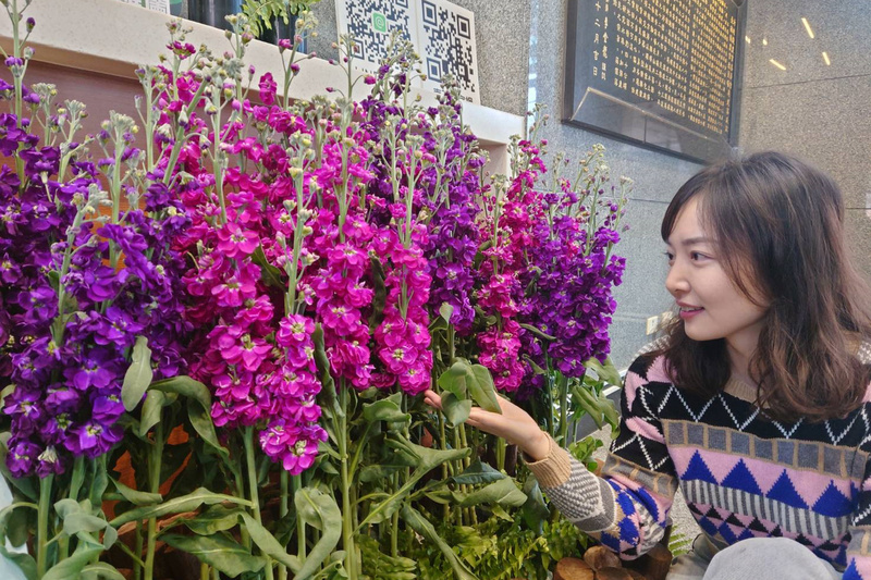 台南農改場紫羅蘭新品種  可望提高栽培意願 | 華視新聞