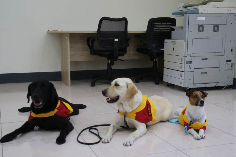 接軌國際 台東與日本搜救犬訓練士協會簽MOU | 華視新聞