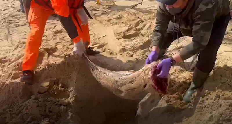 金門海洋悲歌頻傳  1週3起岸際死亡海豚擱淺 | 華視新聞