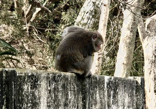 花壇鄉大嶺巷步道驚見台灣獼猴 彰縣府籲勿餵食