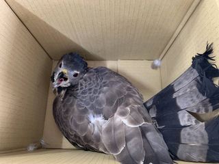 保育類東方蜂鷹幼鳥落難道路  疑電擊受傷恐截腳趾