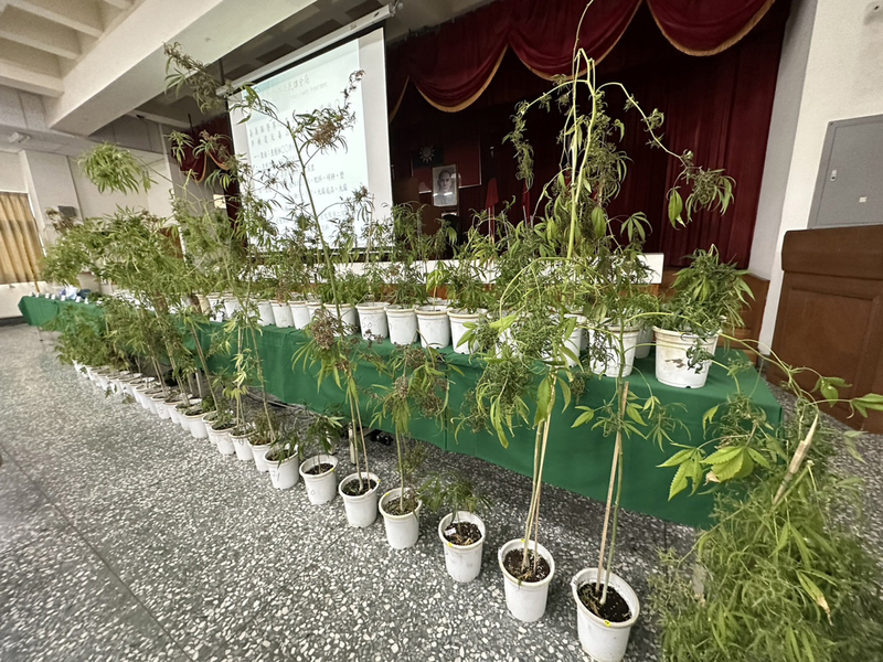 嘉縣男子蘭花園種大麻  估黑市價格破千萬 | 華視新聞