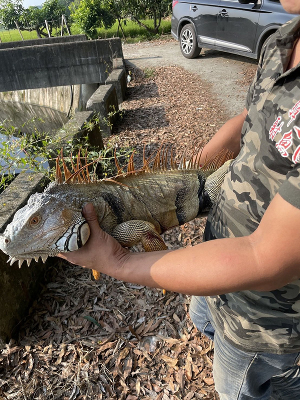 嘉縣綠鬣蜥移除大隊 學界提供2天專業課程協助 | 華視新聞