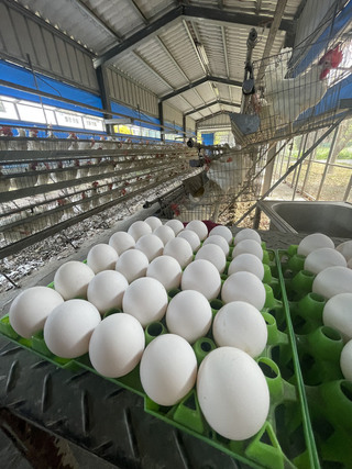 虎農、西農學生實習農場天天產蛋 詢問電話增