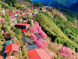 1300人湧入司馬庫斯賞櫻  遊客管制延長至3/5