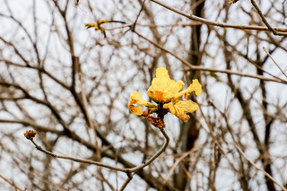 大林陳井寮風鈴木花期與天候捉迷藏 賞花延3月中