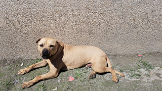 花蓮飼養比特犬逾300隻  3/1起未辦登記列管開罰