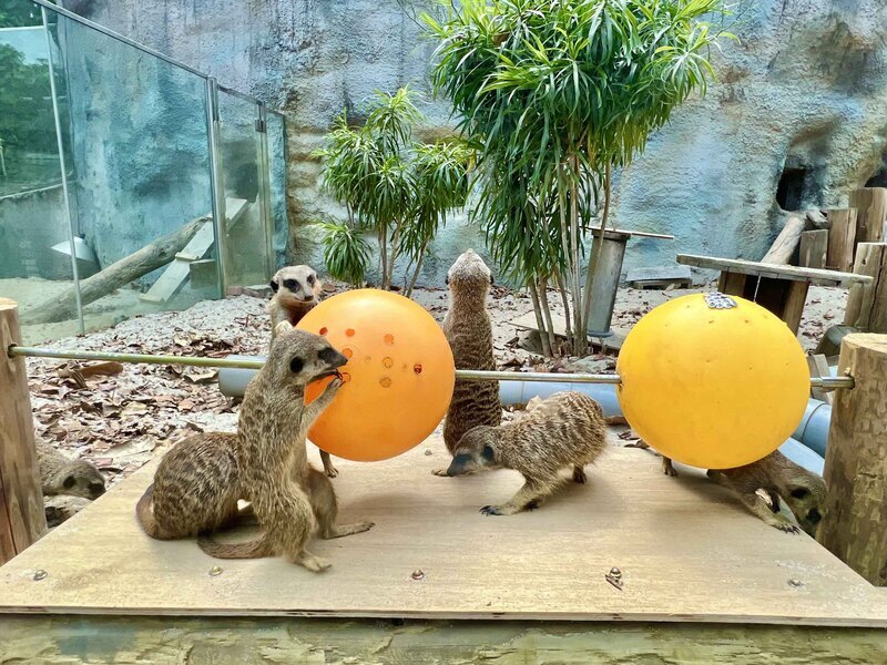 壽山動物園設計串燒覓食玩具 豐富狐獴生活環境 | 華視新聞