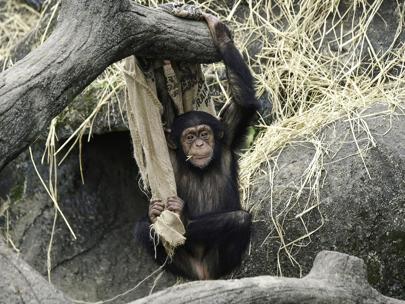 黑猩猩挑食不浪費 北市動物園「娃智」用菠菜作畫 | 華視新聞