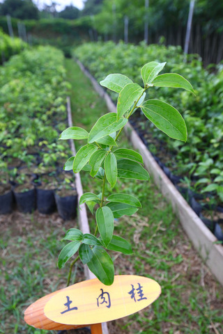 嘉義林管處植樹節活動  發票可換苗木