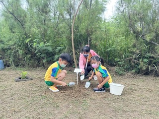 澎湖湖西生態園區種南非樹紫藤 期待浪漫紫色廊道