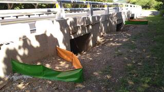 墾丁護蟹廊道繁殖季啟用 道路交管仍持續