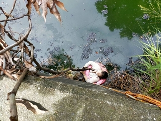 婦人摘芒果跌落排水溝獲救 岸邊設救生圈架立大功