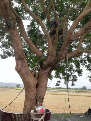 邀日本樹醫回診池上奉茶樹  長榮航深耕在地情緣