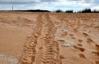 澎湖望安綠蠵龜保護區保育有成  欣見母龜上岸產卵