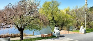 波茨坦對獅身世外交部解謎 2隻都是公獅保衛家園