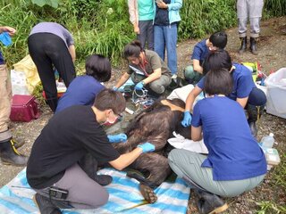 斷掌黑熊受困村民通報獲救 生態服務給付方案奏效