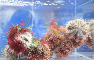 馬糞海膽人工養殖成功  可望解決市場供需