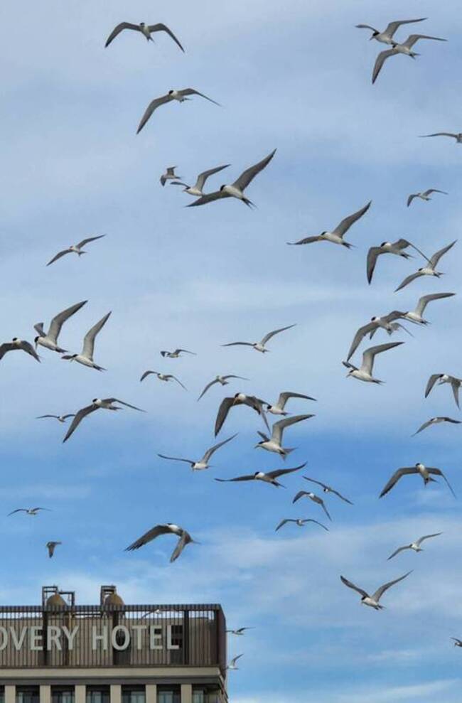 馬公第三漁港成群海鷗覓食  遊客近距離接觸稱奇 | 華視新聞