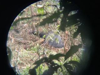 花蓮卓溪台灣黑熊困陷阱 縣府籲勿用獸鋏、山豬吊