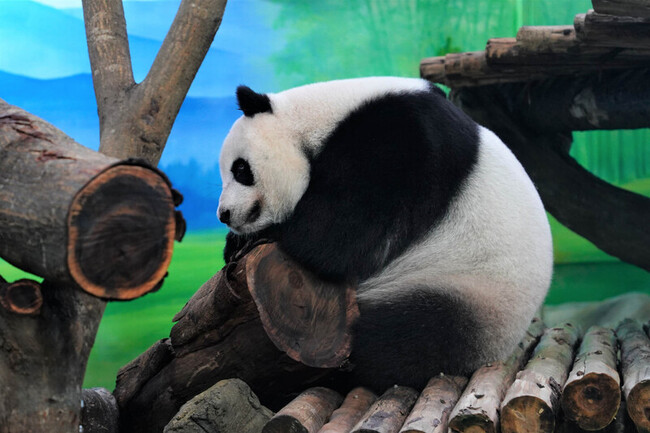 大貓熊圓仔7/6生日10歲  動物園邀PO回憶抽福袋 | 華視新聞