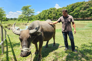 收編走失水牛有孕 台南「老牛的家」將添新血