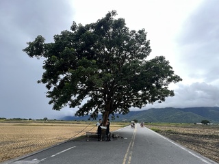 台東縣府網站金城武樹改奉茶樹 民眾盼沿用舊名