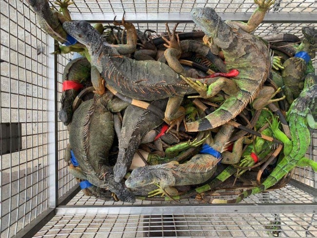 屏東綠鬣蜥移除數量龐大 5年超過5萬隻 | 華視新聞