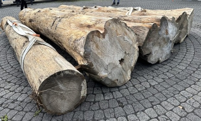 台灣將捐5根紅檜木 助日本沖繩首里城重建 | 華視新聞