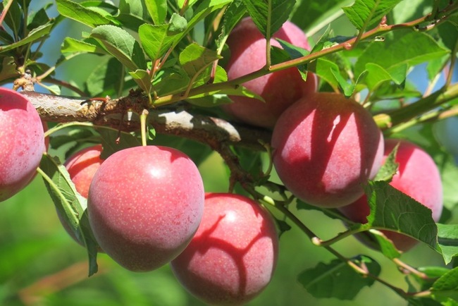 梨山水果季揭幕  可避暑品嘗甜美水果 | 華視新聞