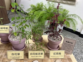 卑南族保健植物調味又養生 傳承500年祖先智慧