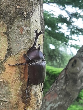嘉縣大林明華溼地生態園區  吸引獨角仙覓食飛舞