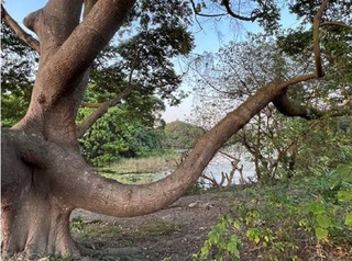 高市大樹舊鐵橋濕地 「象鼻子樹」成賞鳥秘境