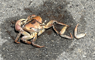 曾文溪口兇狠圓軸蟹繁殖高峰 台南7月護母蟹2600隻