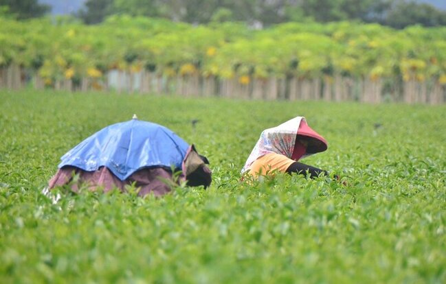 台東縱谷飆高溫  7旬農頂著炙熱太陽揮汗忙採茶 | 華視新聞