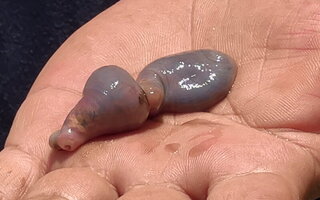 漁民捕獲石喬魚肚出現蠕動生物 專家：寄生吸蟲