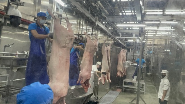 百億基金助屠宰場認證HACCP 開啟豬肉外銷契機 | 華視新聞