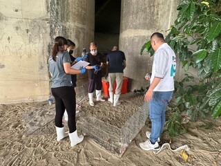 台中大里34隻鴿子遭剪羽斷腳 動保處究責